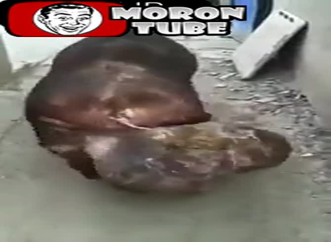 Video :This pig's enormous set of balls, OMG!